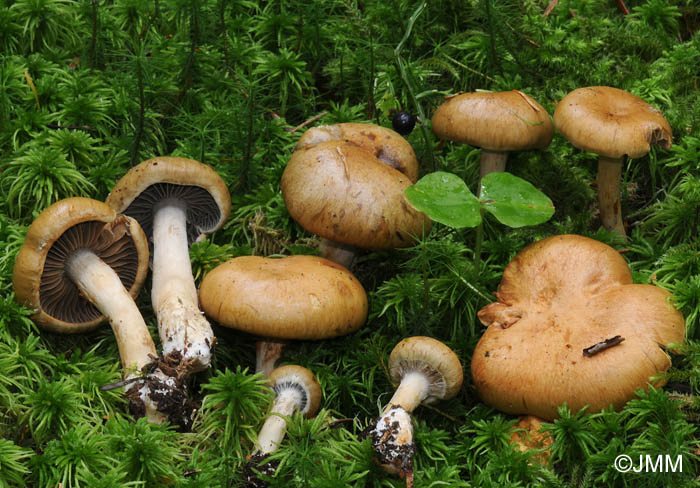 Cortinarius subtortus