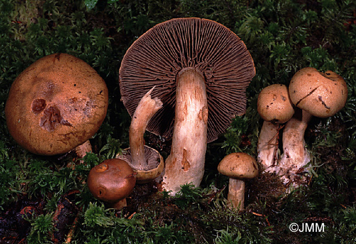 Cortinarius subtortus