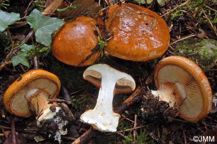 Cortinarius subturbinatus