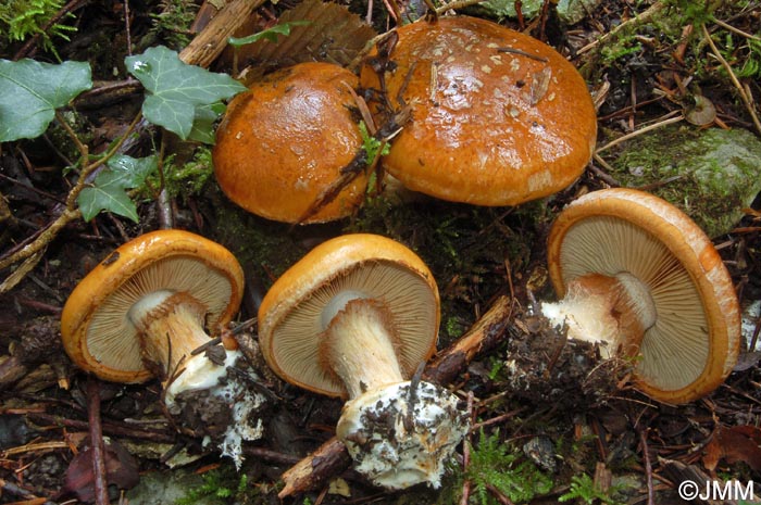 Cortinarius subturbinatus