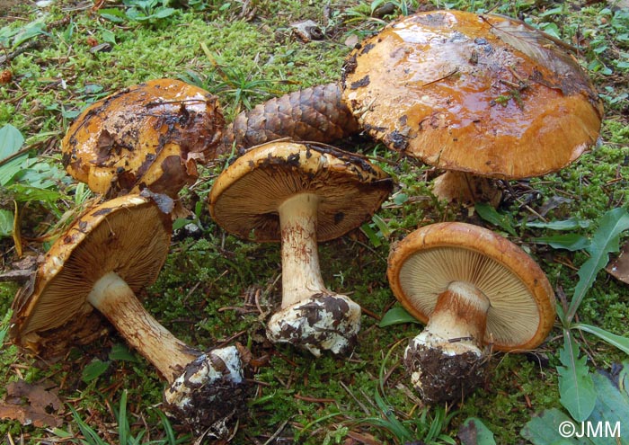 Cortinarius subturbinatus