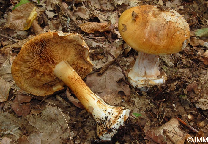 Cortinarius subturbinatus