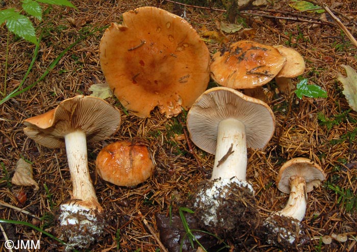 Cortinarius subturbinatus