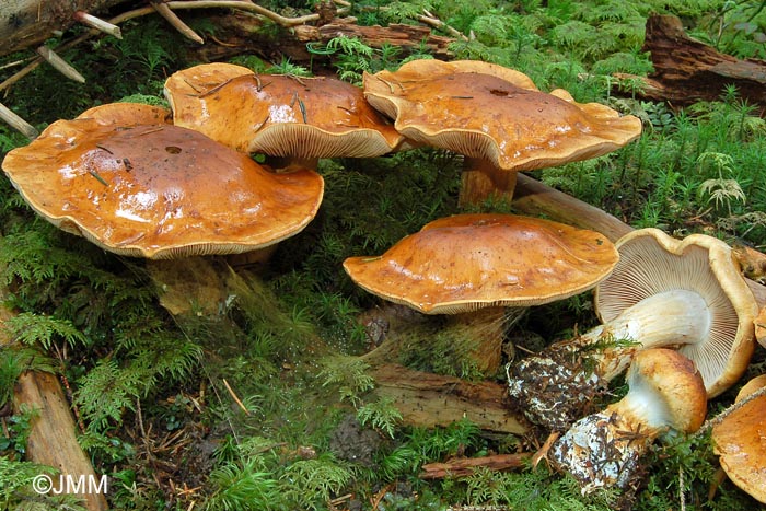 Cortinarius subvalidus