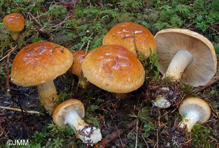 Cortinarius subvalidus