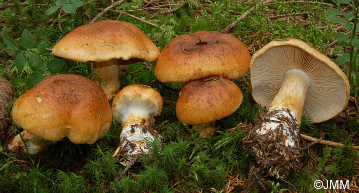 Cortinarius subvalidus