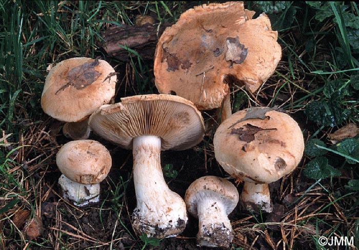 Cortinarius talus