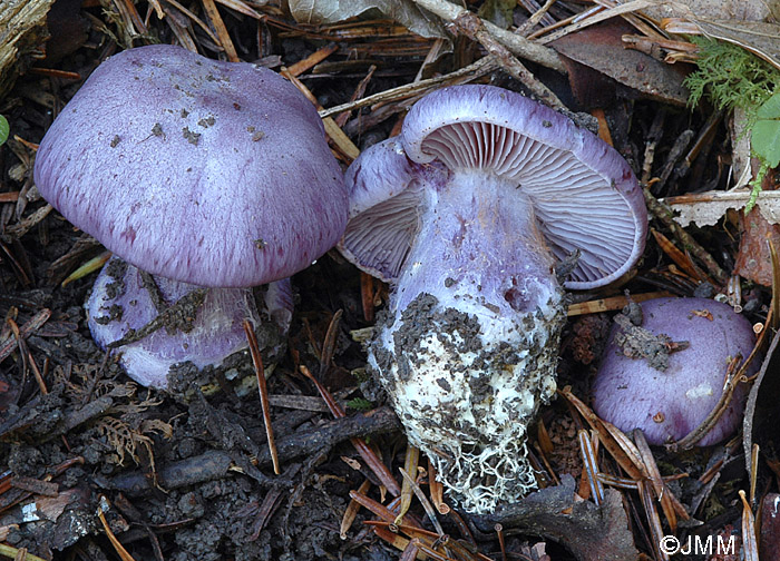 Cortinarius terpsichores