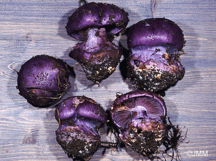 Cortinarius terpsichores