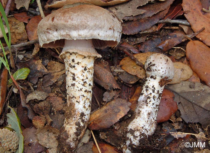 Cortinarius tigrinipes