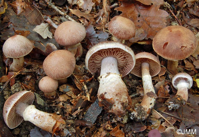 Cortinarius torvus