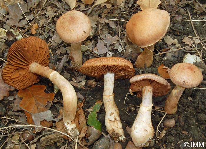 Cortinarius torvus