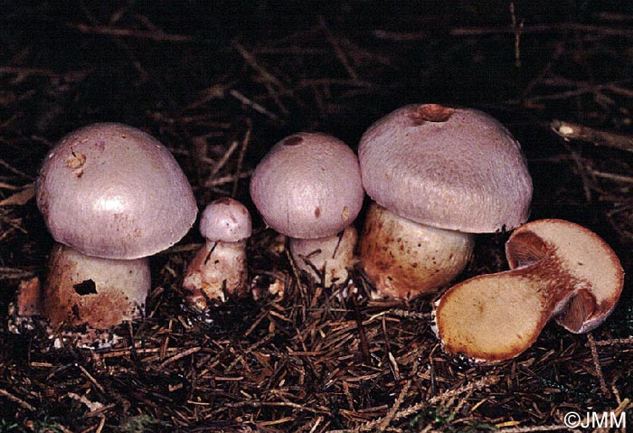 Cortinarius traganus