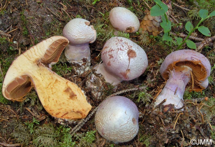 Cortinarius traganus