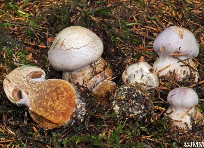 Cortinarius traganus