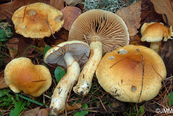 Cortinarius triumphans