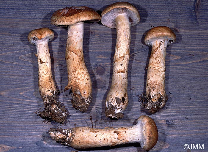 Cortinarius triumphans f. minor