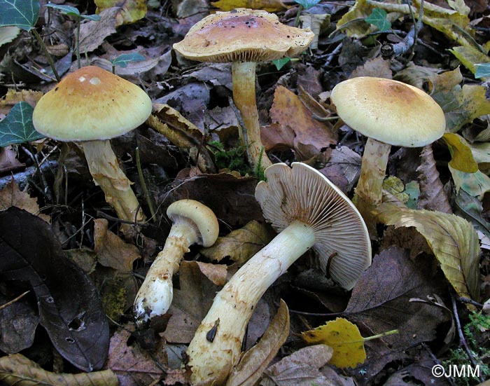 Cortinarius triumphans f. minor