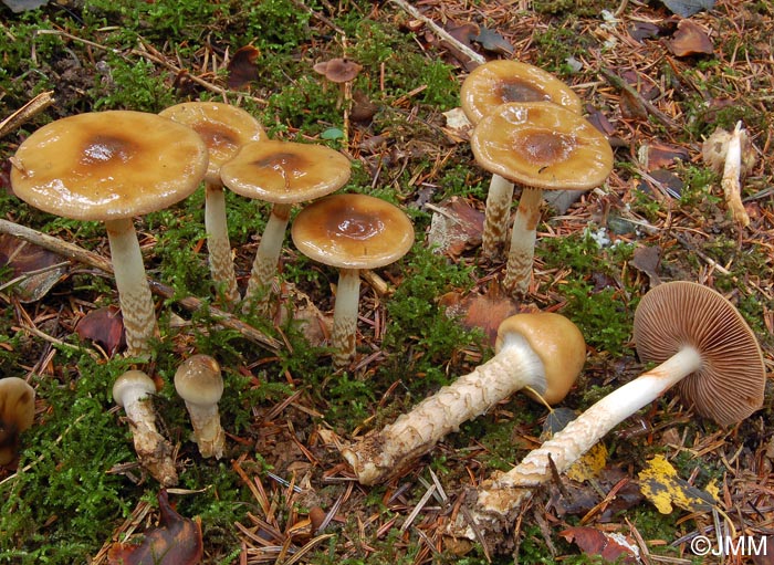 Cortinarius trivialis