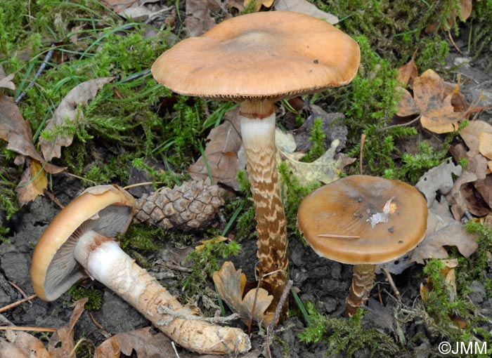 Cortinarius trivialis