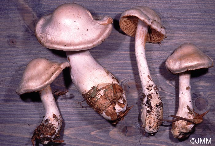 Cortinarius turgidus