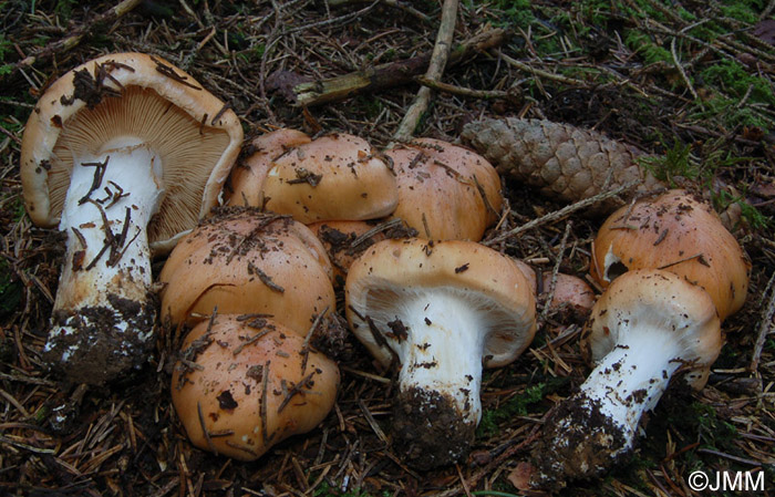 Cortinarius turmalis