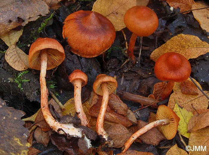 Cortinarius uliginosus