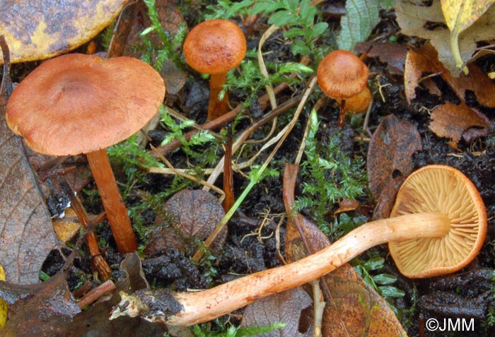 Cortinarius uliginosus