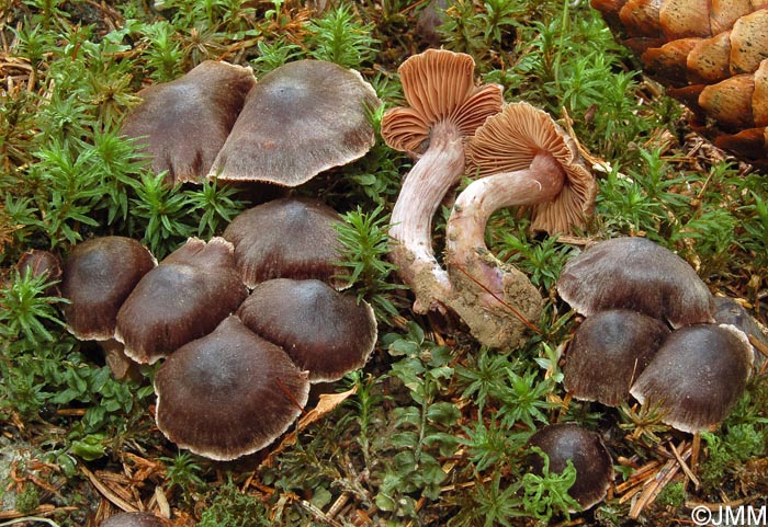 Cortinarius uraceovernus