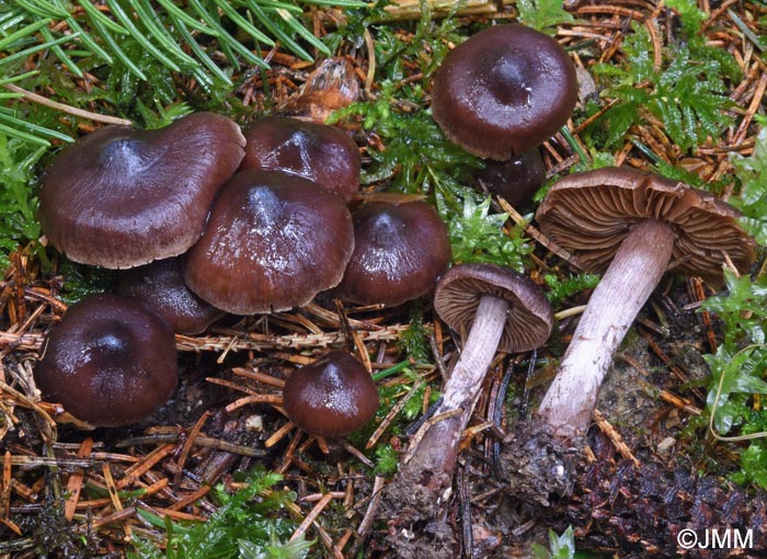 Cortinarius uraceovernus