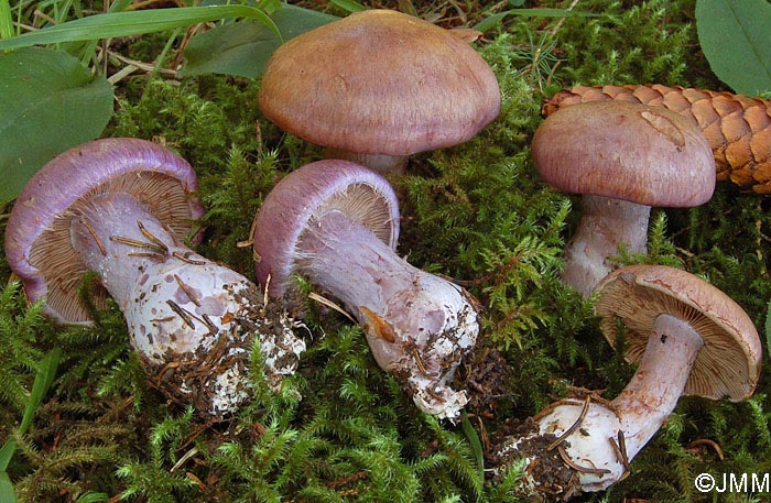 Cortinarius variecolor