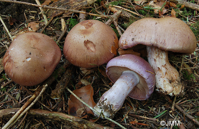 Cortinarius variecolor