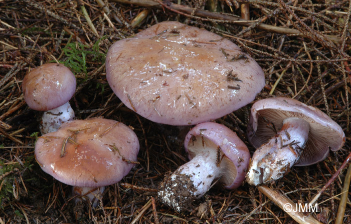 Cortinarius variecolor