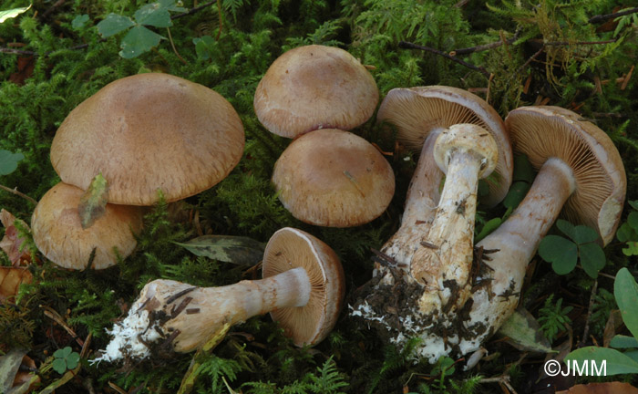 Cortinarius variecolor