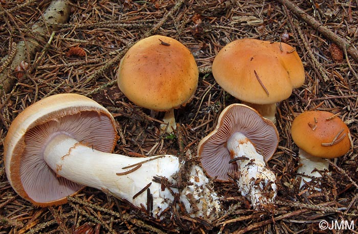 Cortinarius varius