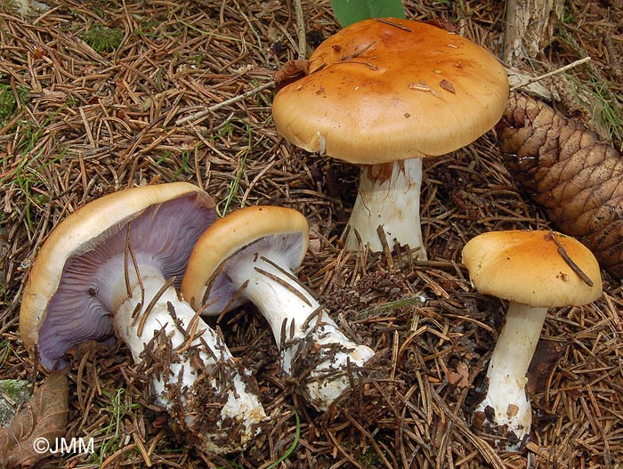 Cortinarius varius