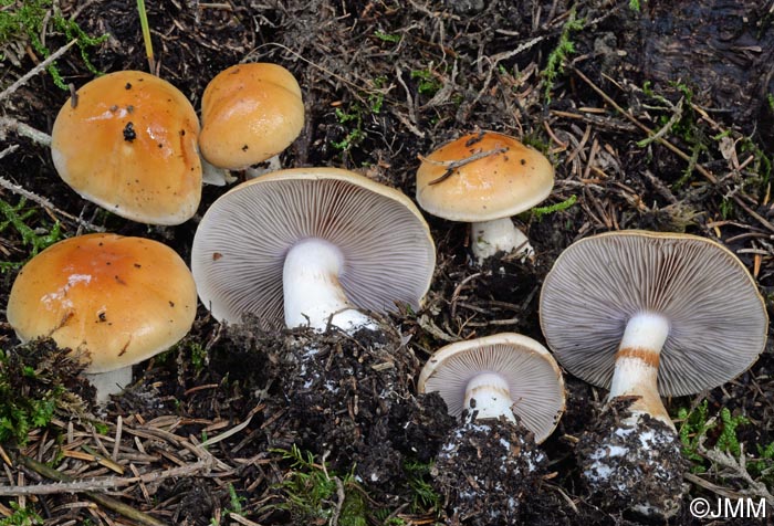 Cortinarius varius