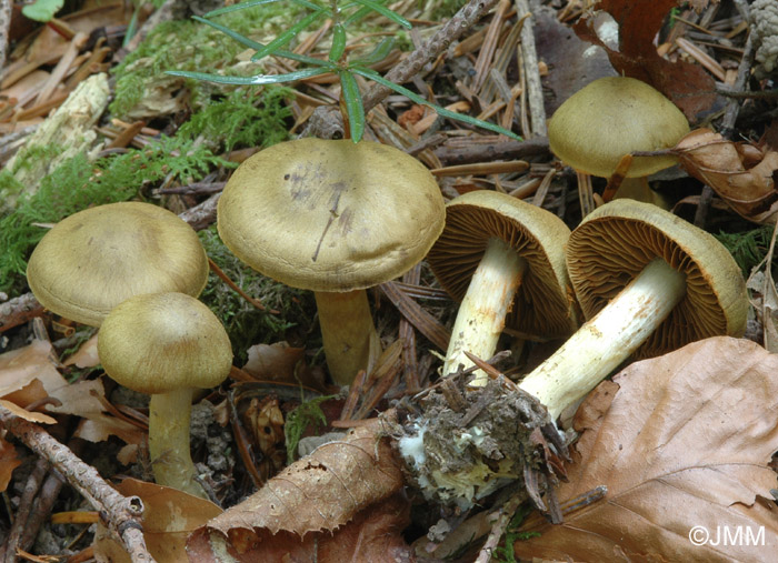 Cortinarius venetus