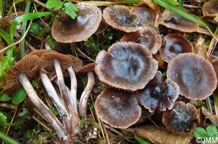 Cortinarius vernus