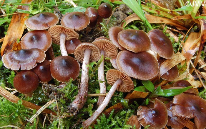 Cortinarius vernus