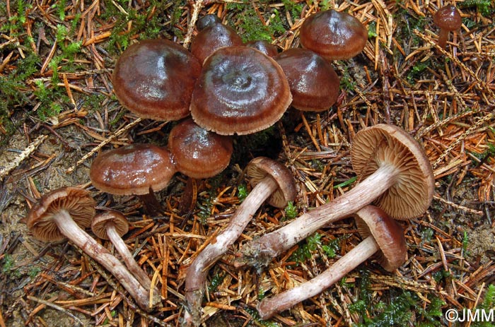 Cortinarius vernus