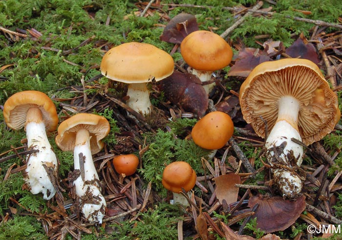 Cortinarius vibratilis