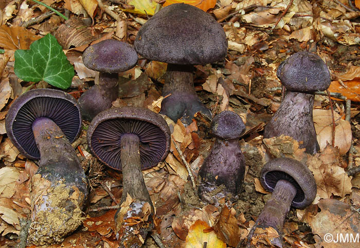 Cortinarius violaceus