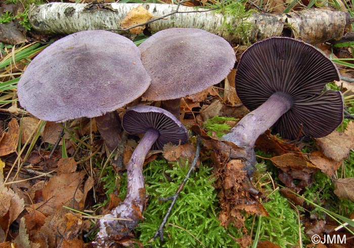 Cortinarius violaceus