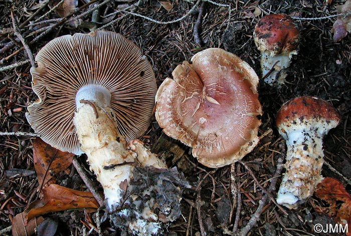 Cortinarius vulpinus