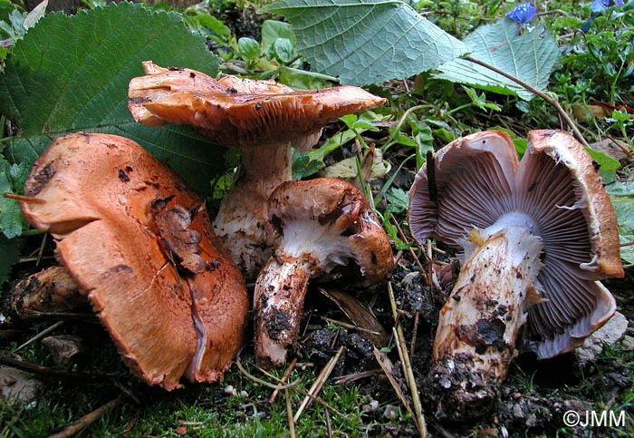 Cortinarius vulpinus