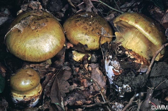 Cortinarius xanthochlorus