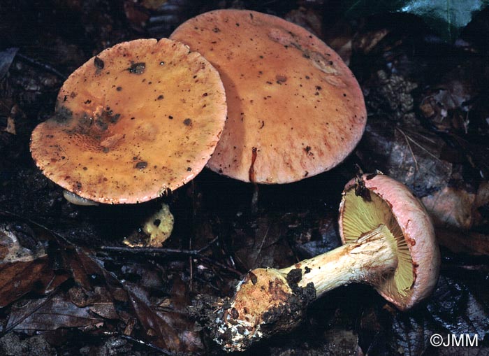 Cortinarius xanthophyllus