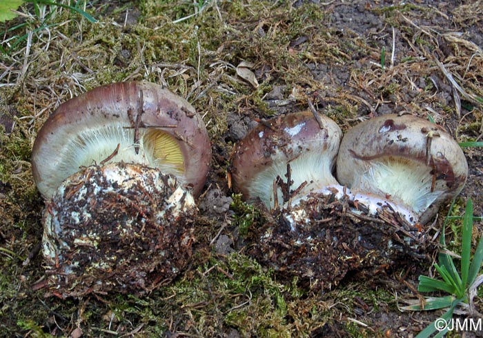 Cortinarius xanthophyllus