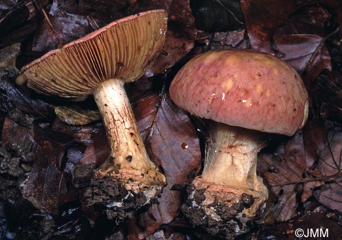 Cortinarius xanthophyllus